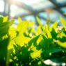 Superfood Energie Booster